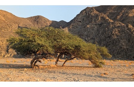photo of Al-Naba’ Sunset & Stars – Jeep Desert Safari