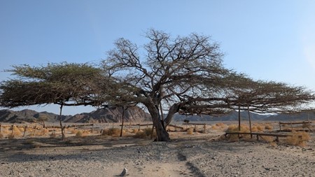 photo of Al-Naba’ Sunset & Stars – Jeep Desert Safari